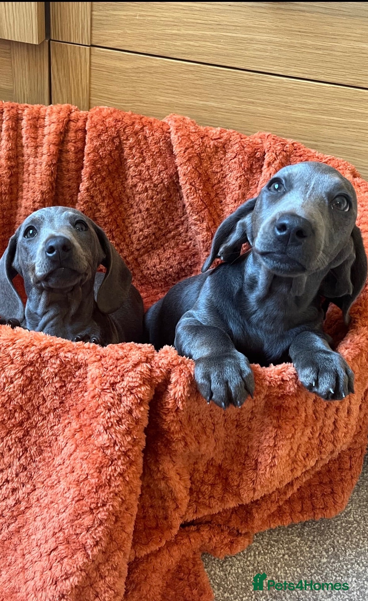Dachshund dogs Stunning Solid Blue & Choc & Tan Dachshunds  - Advert 1