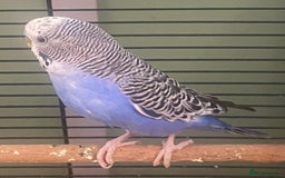 Budgerigars birds for sale: Willow. Male budgie. With cage. 3 years old.  - Image 3