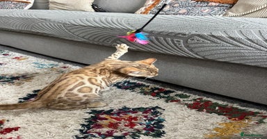 Bengal cats - Advert 3
