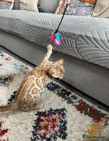 Bengal cats - Advert 16