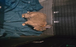 Mini Lion Lop rabbits for sale: Male mini lion lop - Image 8