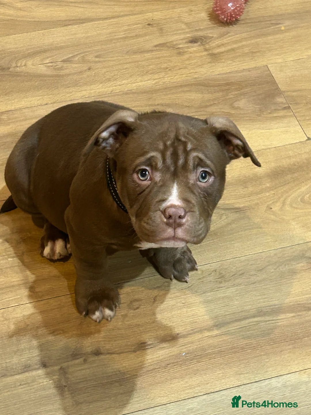 American Bully dogs for sale: 4 beautiful girl bully’s ready to go  - Advert 31