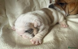 English Bulldog dogs for sale: 🏆Championed Sired English Bulldog Puppies🏆 - Image 4