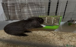 Mini Lop rabbits for sale: Male Chocolate Mini lop - Image 2