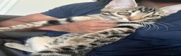 Bengal cats for sale: 4 month old Bengal - Advert 3