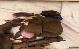 American Bull Staffy dogs for sale: Staffy Bull Puppies - Image 30