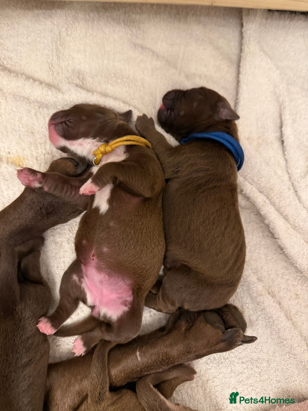 American Bull Staffy dogs for sale: Staffy Bull Puppies - Image 30