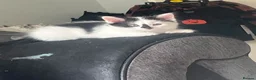 British Shorthair cats for sale: 2 black and white boys for sale - Advert 5