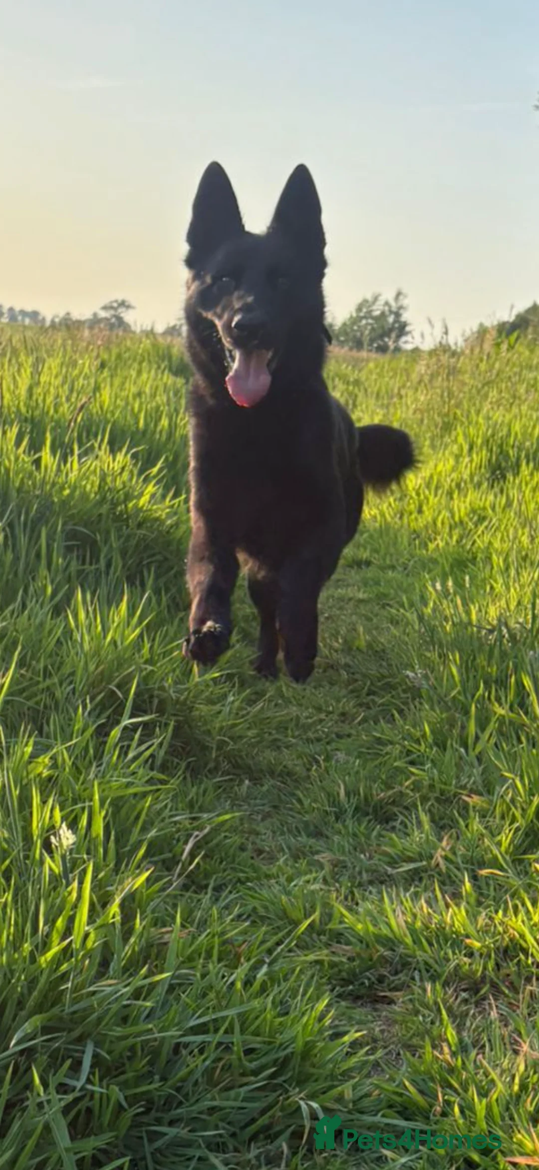 German Shepherd dogs for sale:  Czech (DDR) family dog  - Advert 1