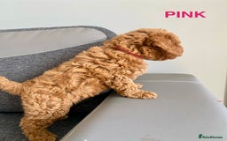 Cockapoo dogs for sale: Beautiful cockpoo boys for sale!! - Image 5