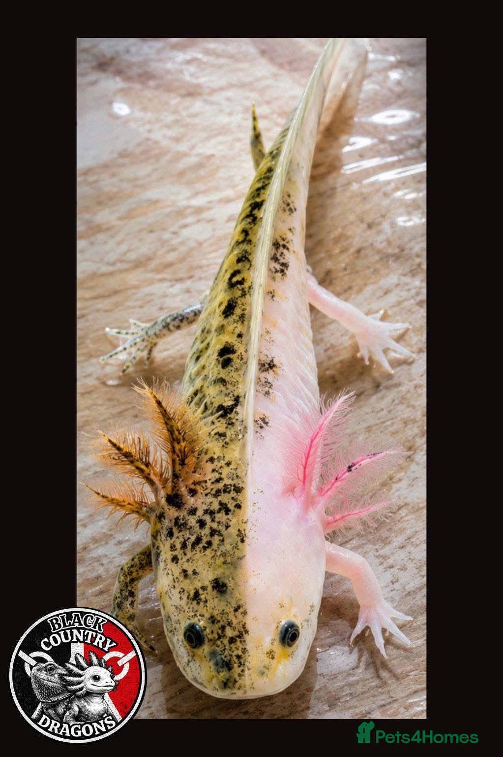 Axolotl reptiles Premium Raised Axolotls - Advert 4