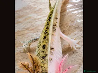 Axolotl reptiles Premium Raised Axolotls - Advert 1