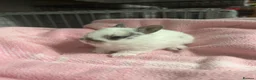 Netherland Dwarf rabbits for sale: 2 traditional netherland dwarf bunnies  - Advert 5