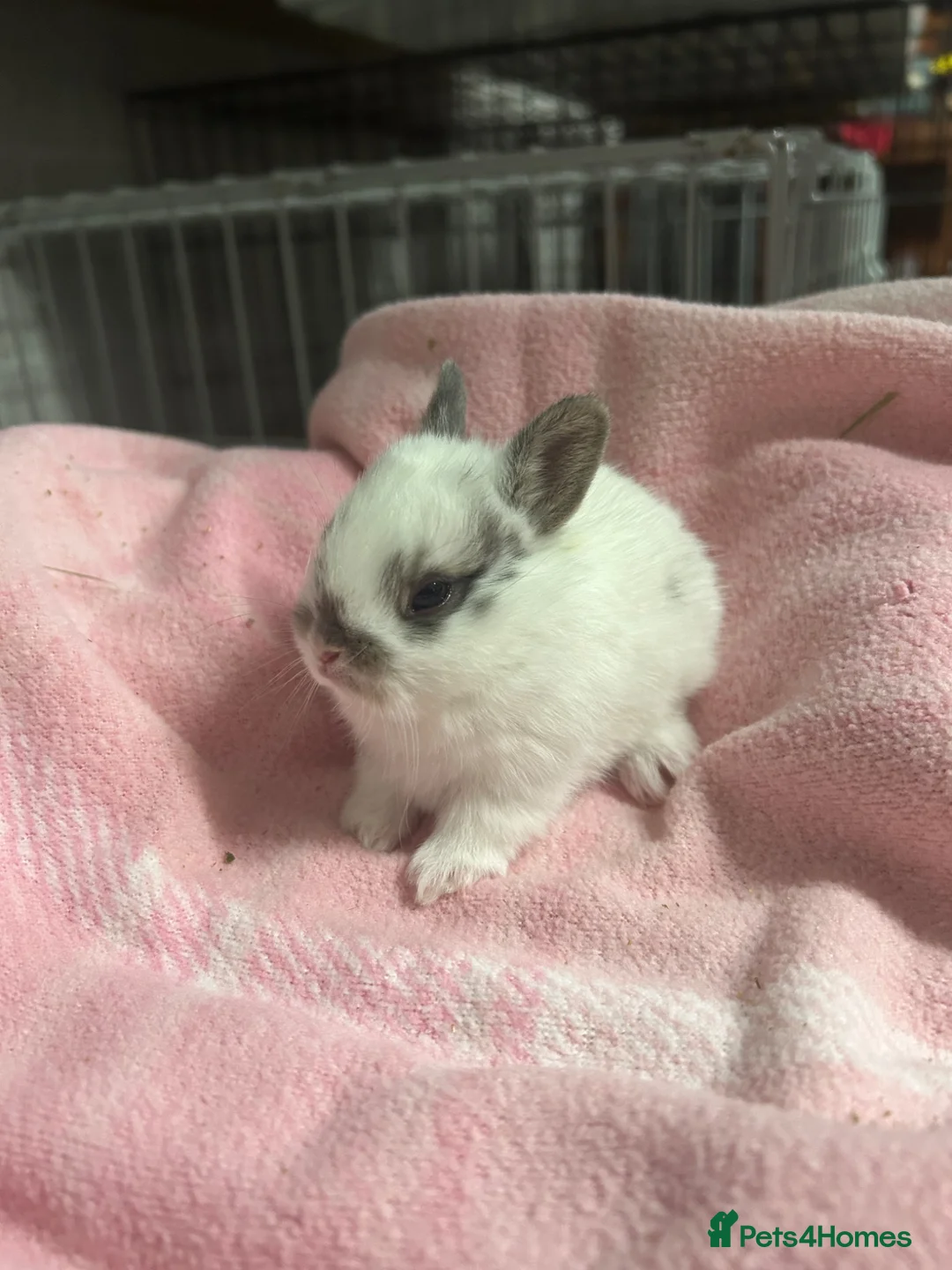 Netherland Dwarf rabbits for sale: 2 traditional netherland dwarf bunnies  - Advert 5