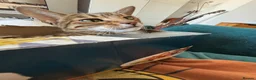 Bengal cats for sale:  **  Bengal and Tabby for free in Harrow - Advert 10