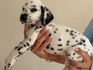 Dalmatian dogs 🐾🏆2 FEMALES AVAILABLE! Dalmatian puppies🏆🐾 - Advert 4