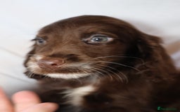 Cocker Spaniel dogs for sale: Championline Cocker Spaniel - Advert 33