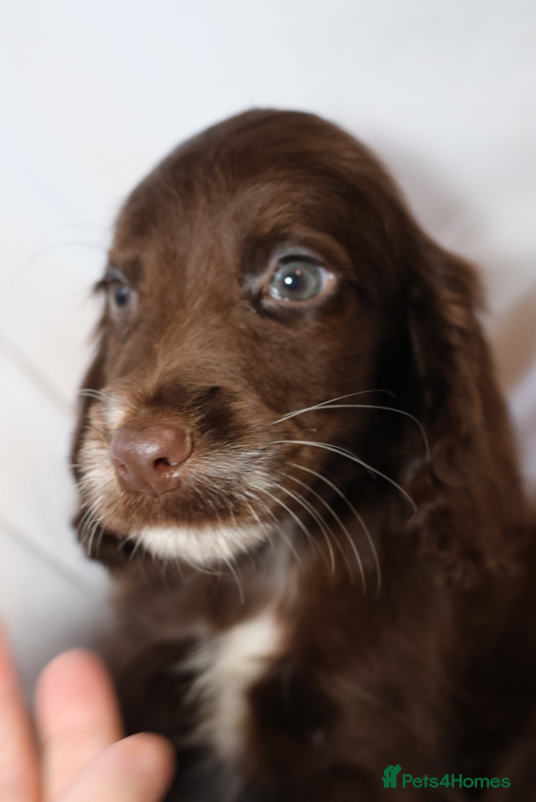 Cocker Spaniel dogs for sale: Championline Cocker Spaniel - Advert 33