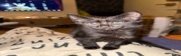 Mixed Breed cats for sale: Melanistic bengals/siamese’s (bengalese) - Advert 27