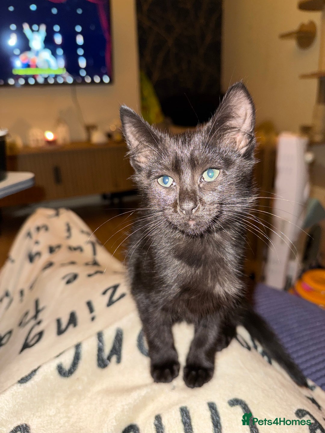 Mixed Breed cats for sale: Melanistic bengals/siamese’s (bengalese) - Advert 27