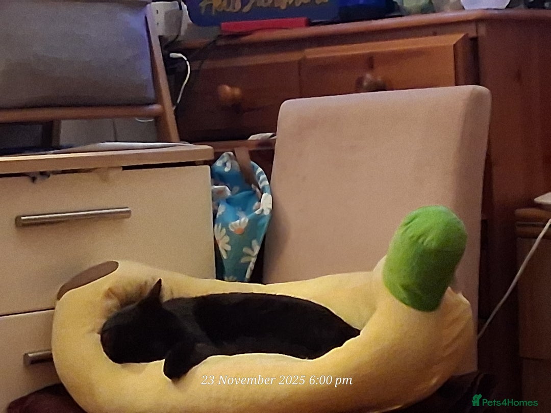 Domestic Shorthair cats for sale: 4 BLACK CATS FOR REHOME. - Advert 11