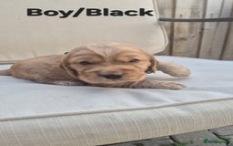 Cocker Spaniel dogs for sale: 🐶 Cocker spaniel Show-type Puppies - Image 3