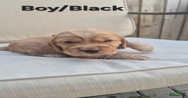 Cocker Spaniel dogs - Advert 10