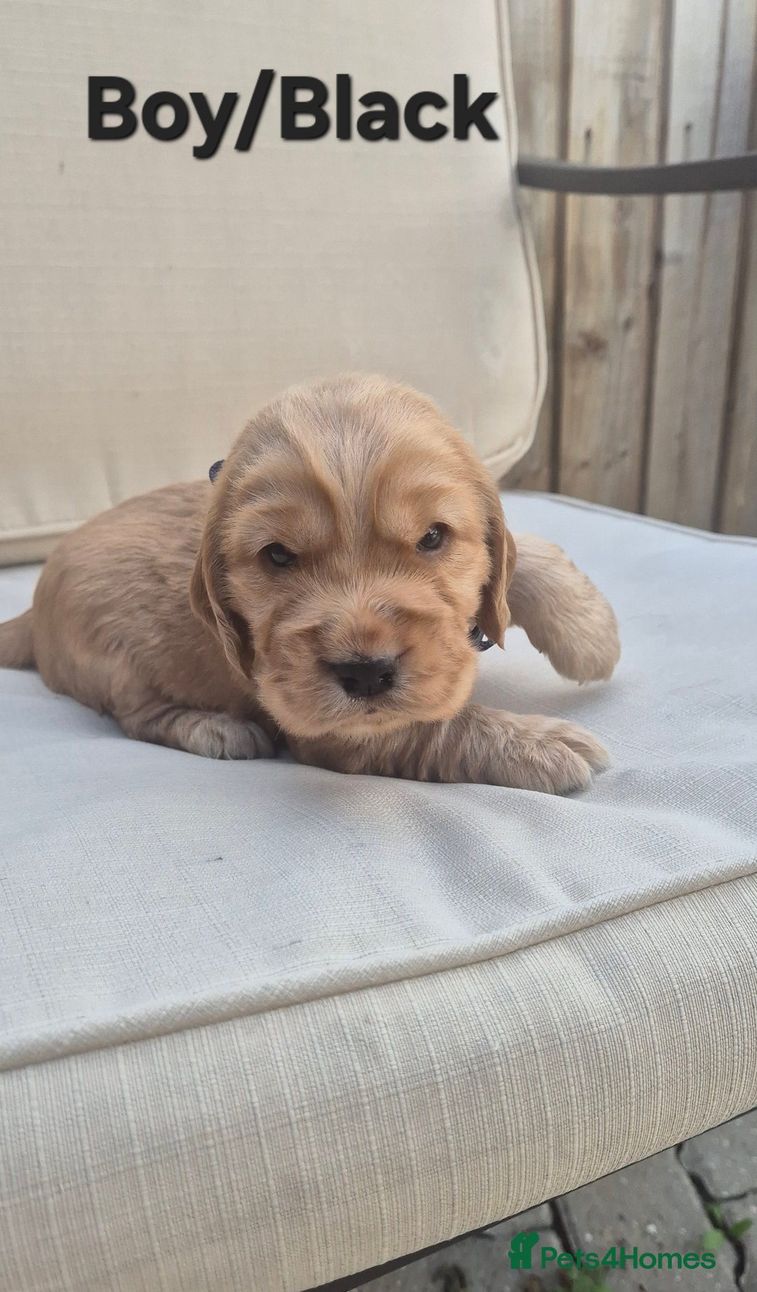 Cocker Spaniel dogs for sale: 🐶 Cocker spaniel Show-type Puppies - Image 3