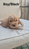 Cocker Spaniel dogs - Advert 3