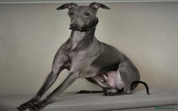 Whippet dogs for sale: KC Registered Blue Laguna Whippets - Image 13