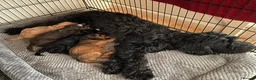 Cockapoo dogs for sale: Beautiful F1xF2 Cockapoo Puppies-Loving home £1400 in Colyton - Advert 35