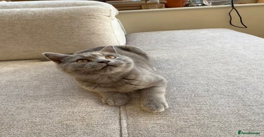 British Shorthair cats - Advert 7