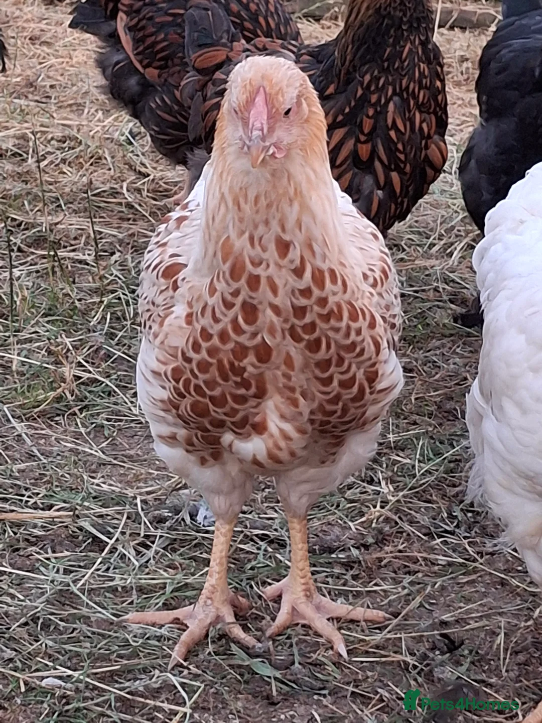 Chickens poultry for sale: LACED WYANDOTTES  - Advert 3