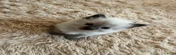 Ragdoll cats for sale: Adorable Blue Point Ragdoll Girl - Advert 1