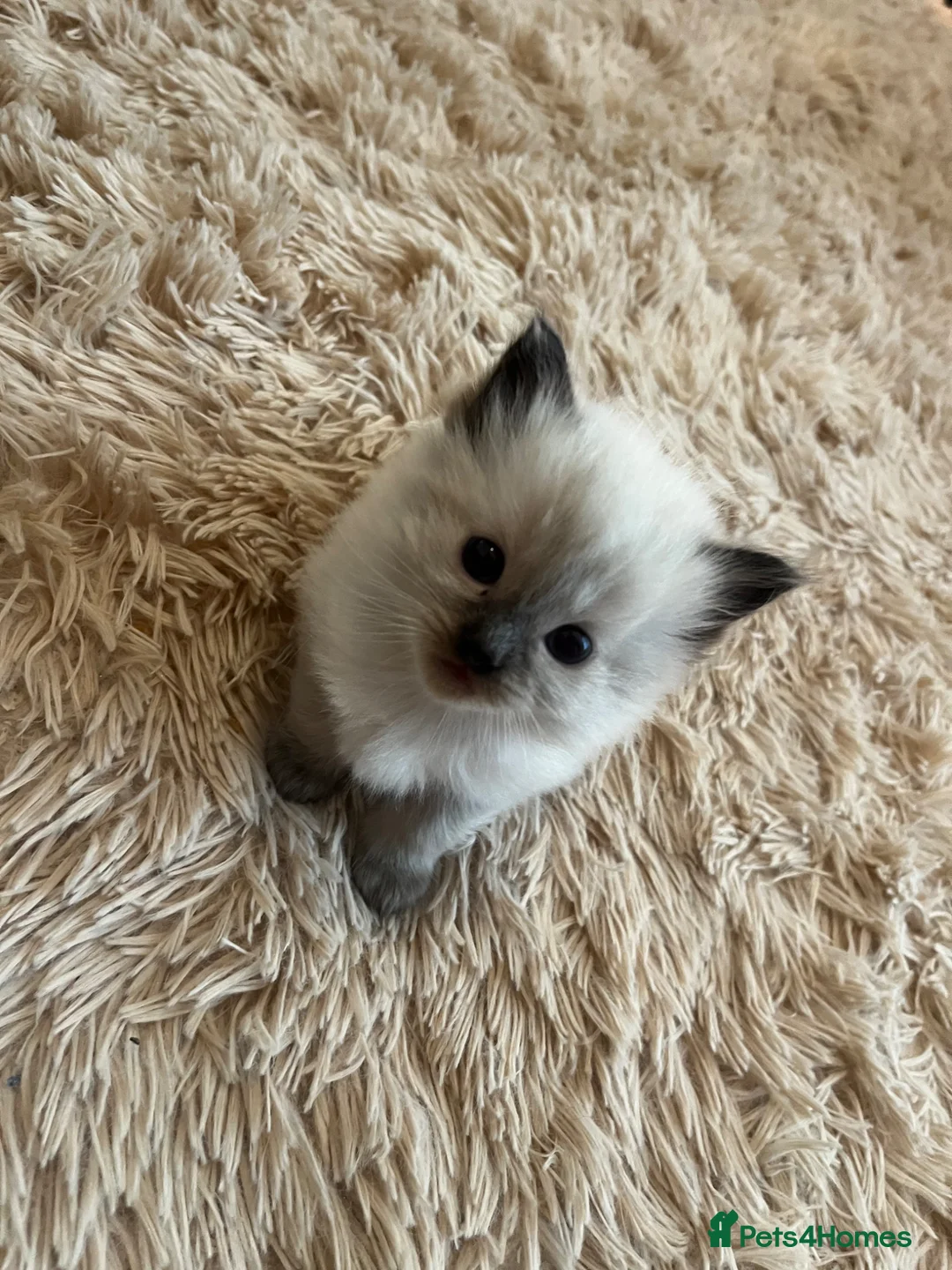 Ragdoll cats for sale: Adorable Blue Point Ragdoll Girl - Advert 1