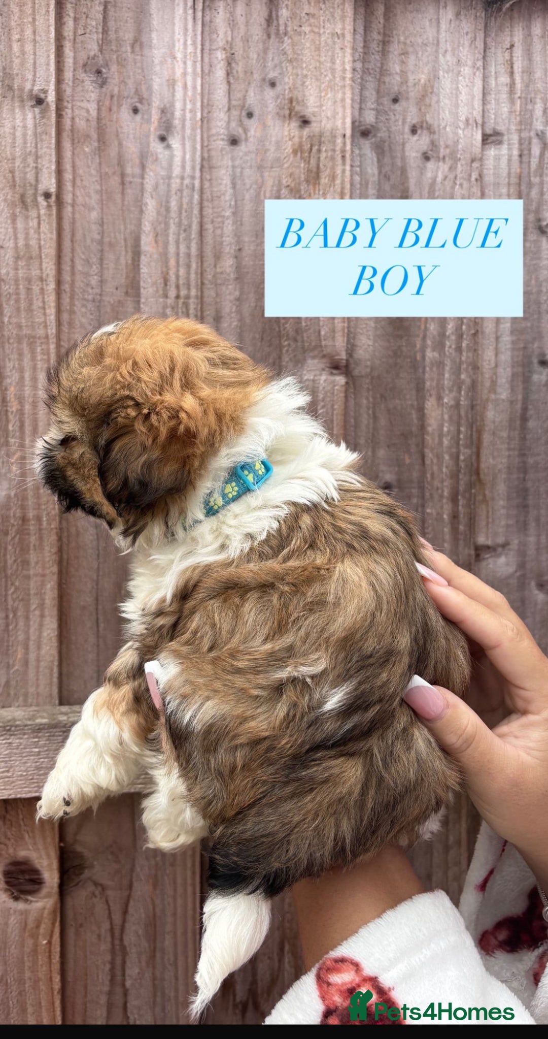 Shih Tzu dogs for sale: Shih tzu  - Image 14