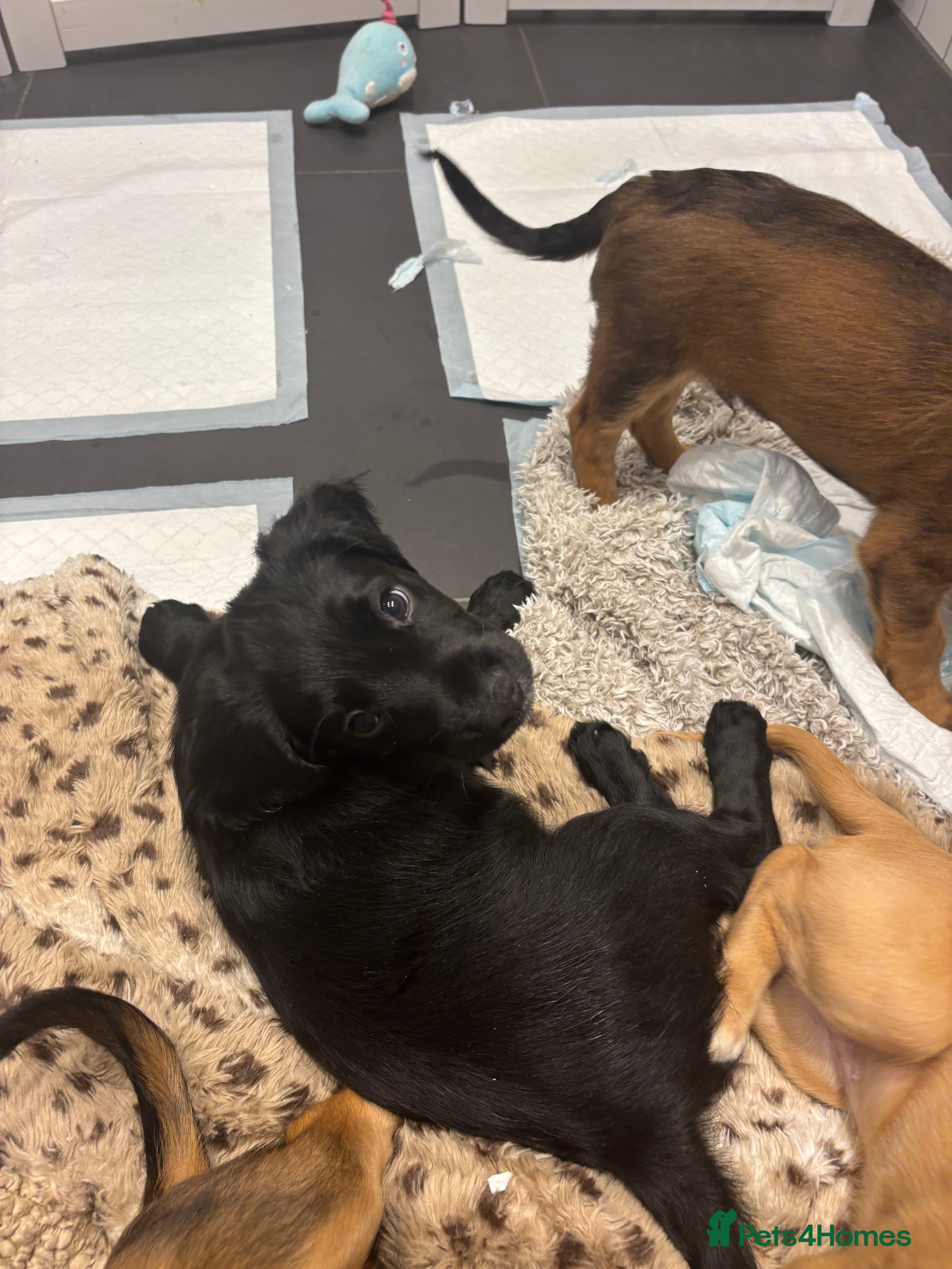 Cocker Spaniel dogs Stunning Cocker Spaniel puppy black boy for sale - Advert 3