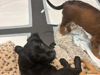 Cocker Spaniel dogs Stunning Cocker Spaniel puppy black boy for sale - Advert 3