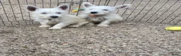 West Highland Terrier dogs for sale: Beautiful west highland terrier puppy’s  - Advert 5