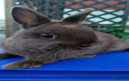 Netherland Dwarf rabbits for sale: Cute little netherland dwarf boys  - Image 17