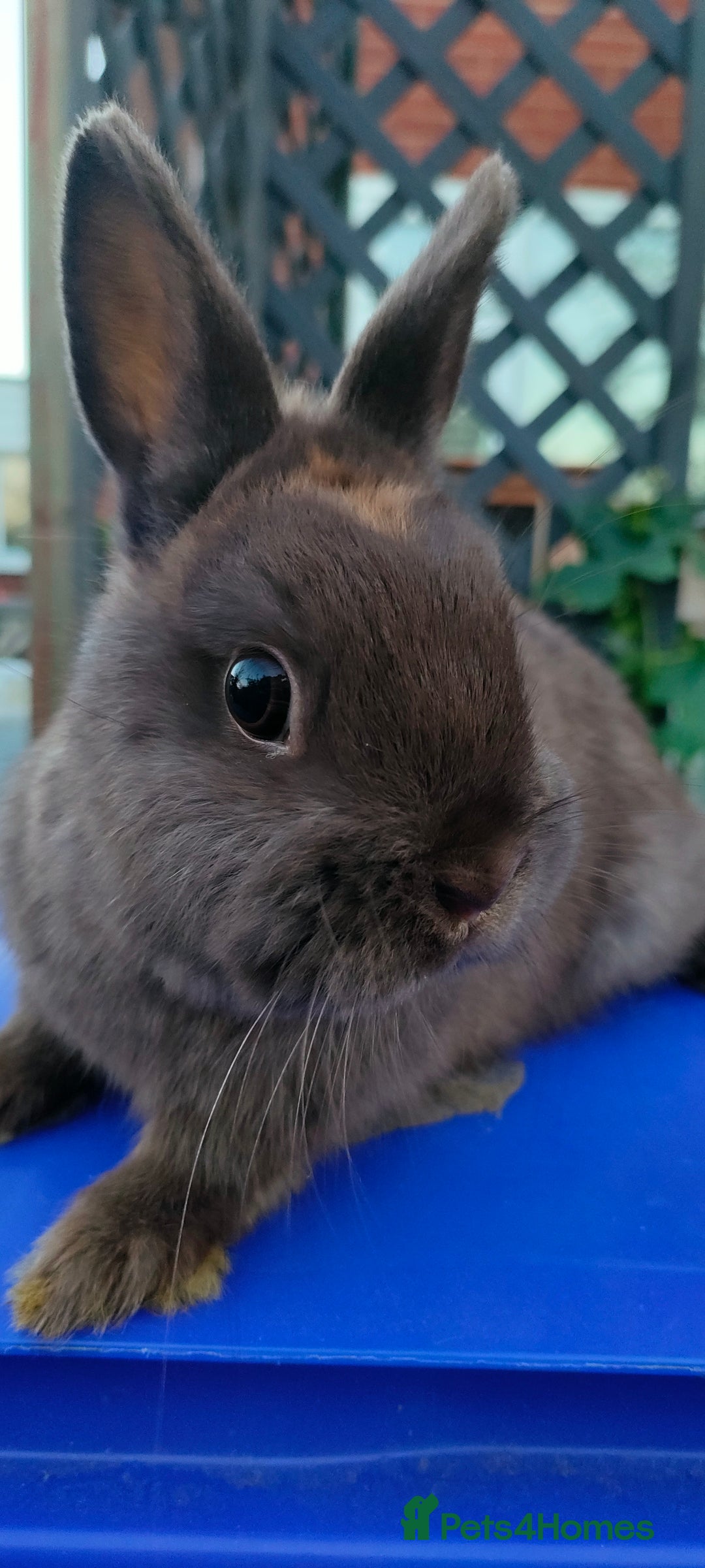 Netherland Dwarf rabbits for sale: Cute little netherland dwarf boys  - Image 17