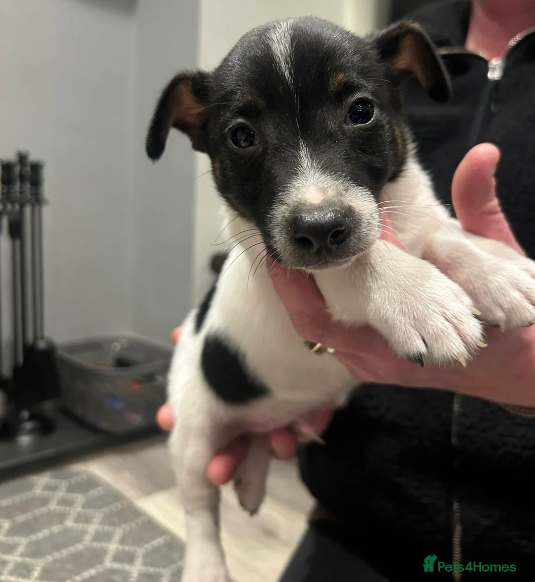 Jack Russell dogs for sale: Miniature Jack Russel puppies for sale  - Advert 5