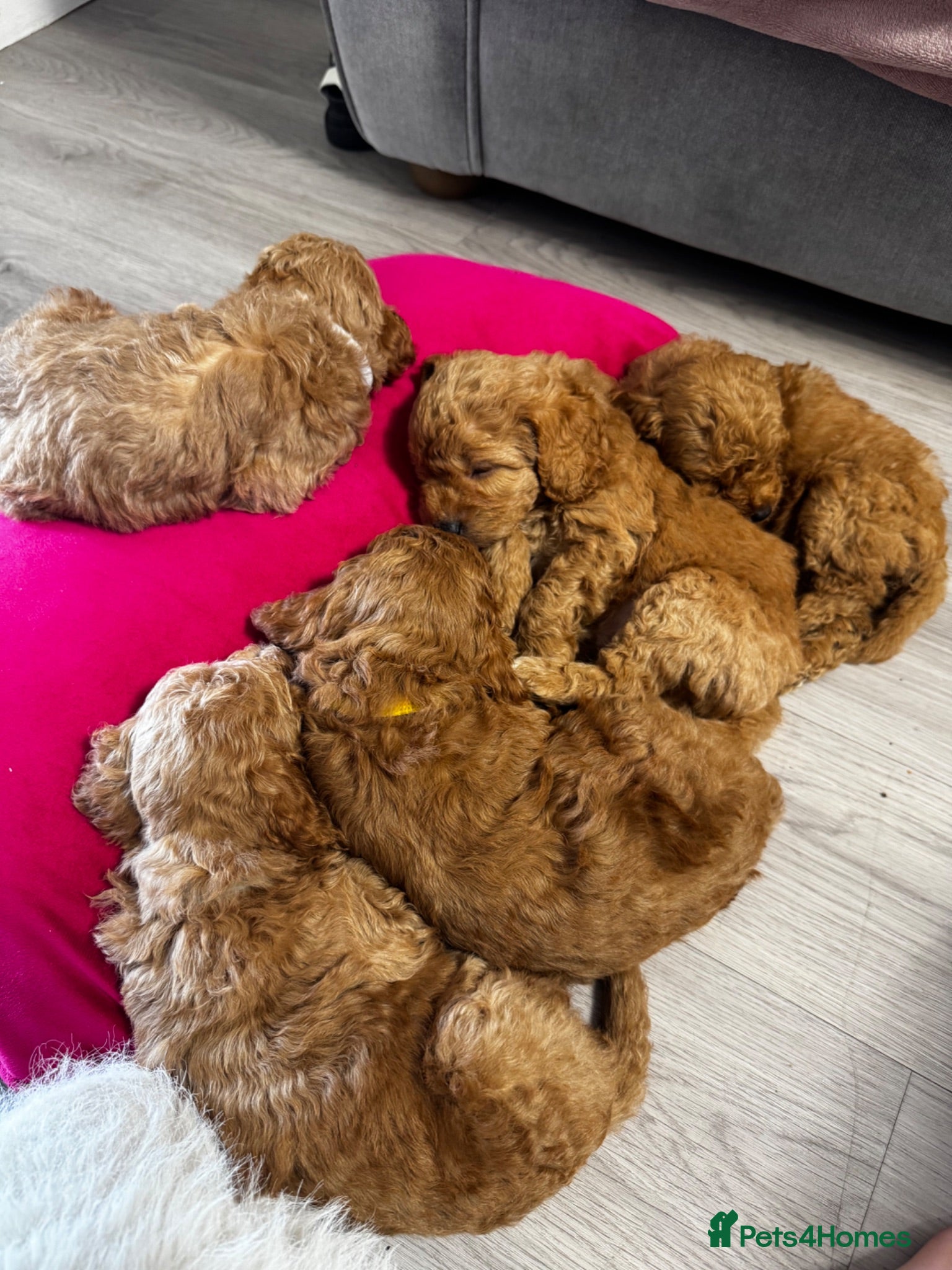 Cockapoo dogs Beautiful Cockapoo puppies 🐶 6 boys 2 girls  - Advert 10