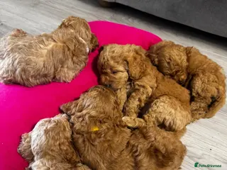 Cockapoo dogs Beautiful Cockapoo puppies 🐶 6 boys 2 girls - Advert 10
