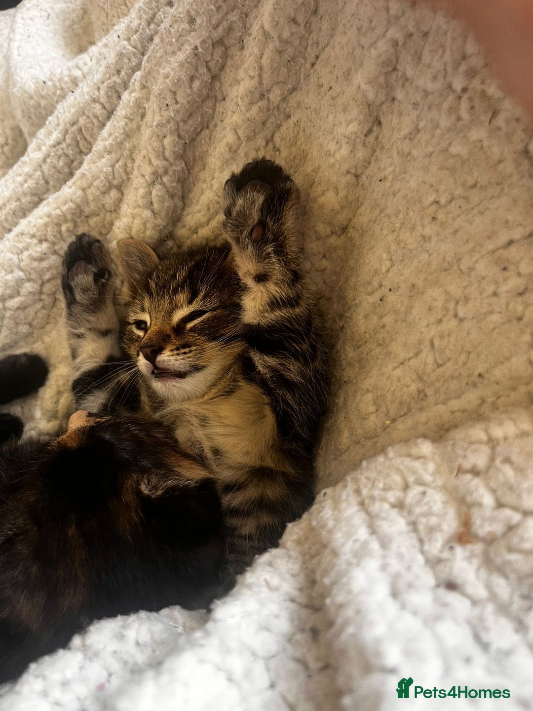 Domestic Shorthair cats for sale: 1 boy and 1 girl tabby and tortoiseshell - Image 2