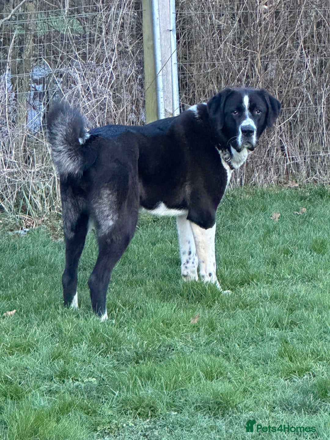 Central Asian Shepherd dogs for sale: Female alabi  - Image 1