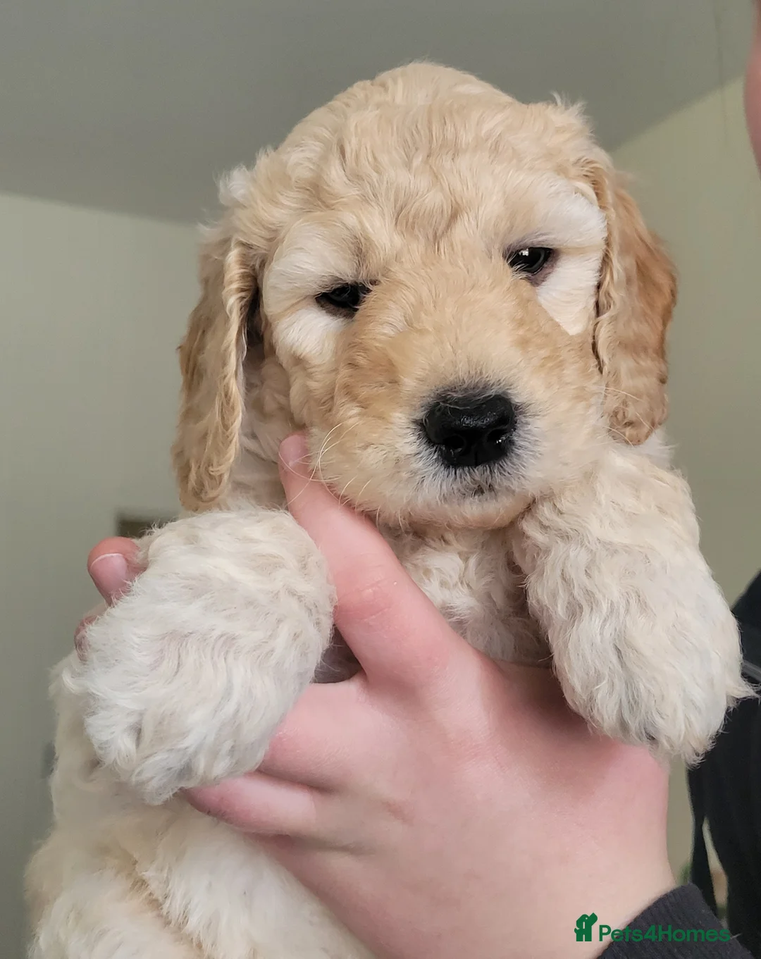 Mini Goldendoodle dogs for sale: Miniature Goldendoodle Puppies - Advert 2