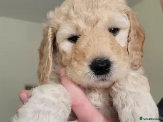 Mini Goldendoodle dogs Miniature Goldendoodle Puppies - Advert 15