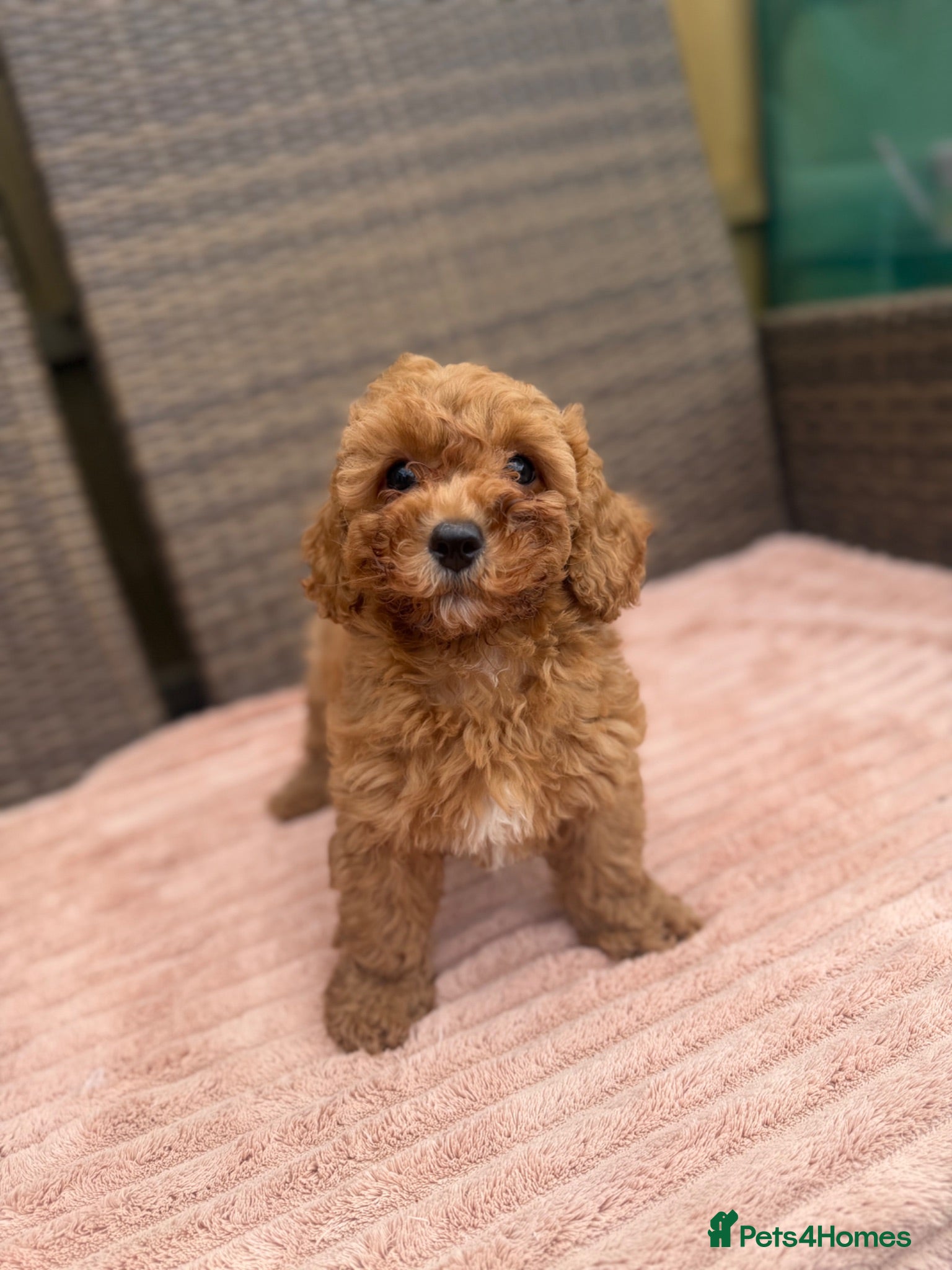 Cavapoochon dogs Cavapoochons girls only left 🥰 - Advert 2