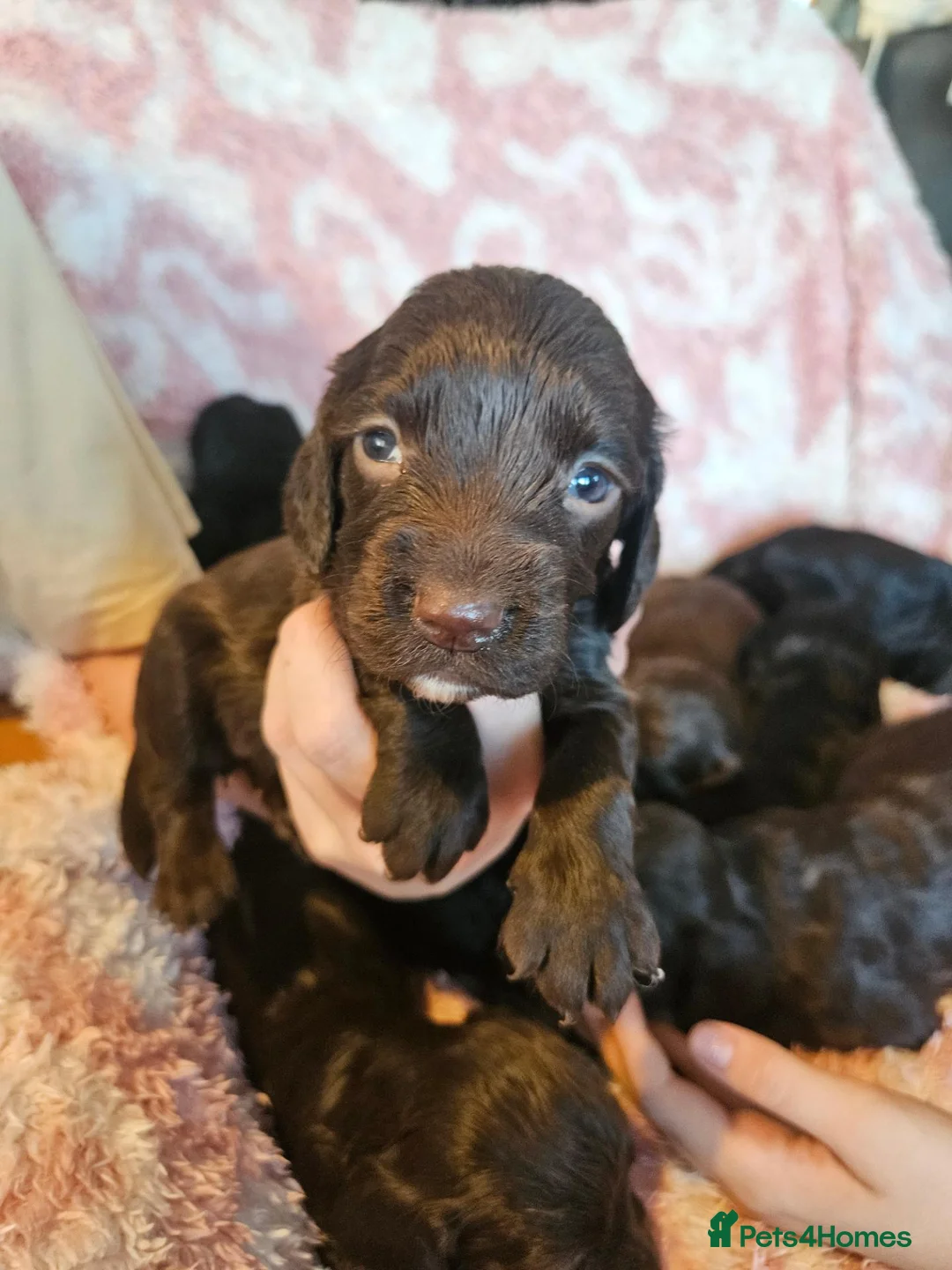 Sprocker dogs for sale: Beautiful litter of spocker pups for sale - Advert 10